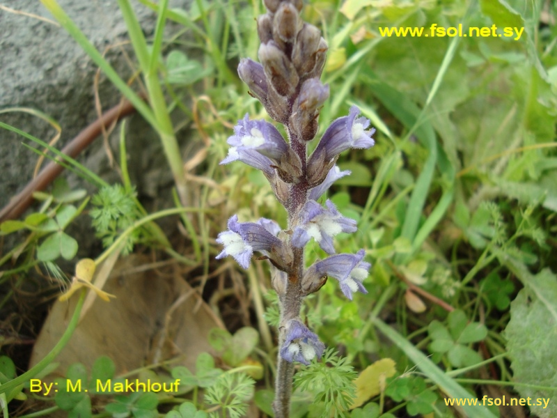 Orobanche nana Noë ex G. Beck.